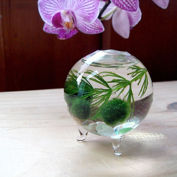 Zen Nano Marimo Moss Ball Ecosphere Orb