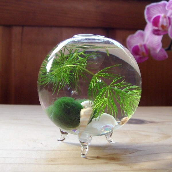 Zen. Micro. Orb. Marimo Moss Ball. Ecosphere. Terrarium