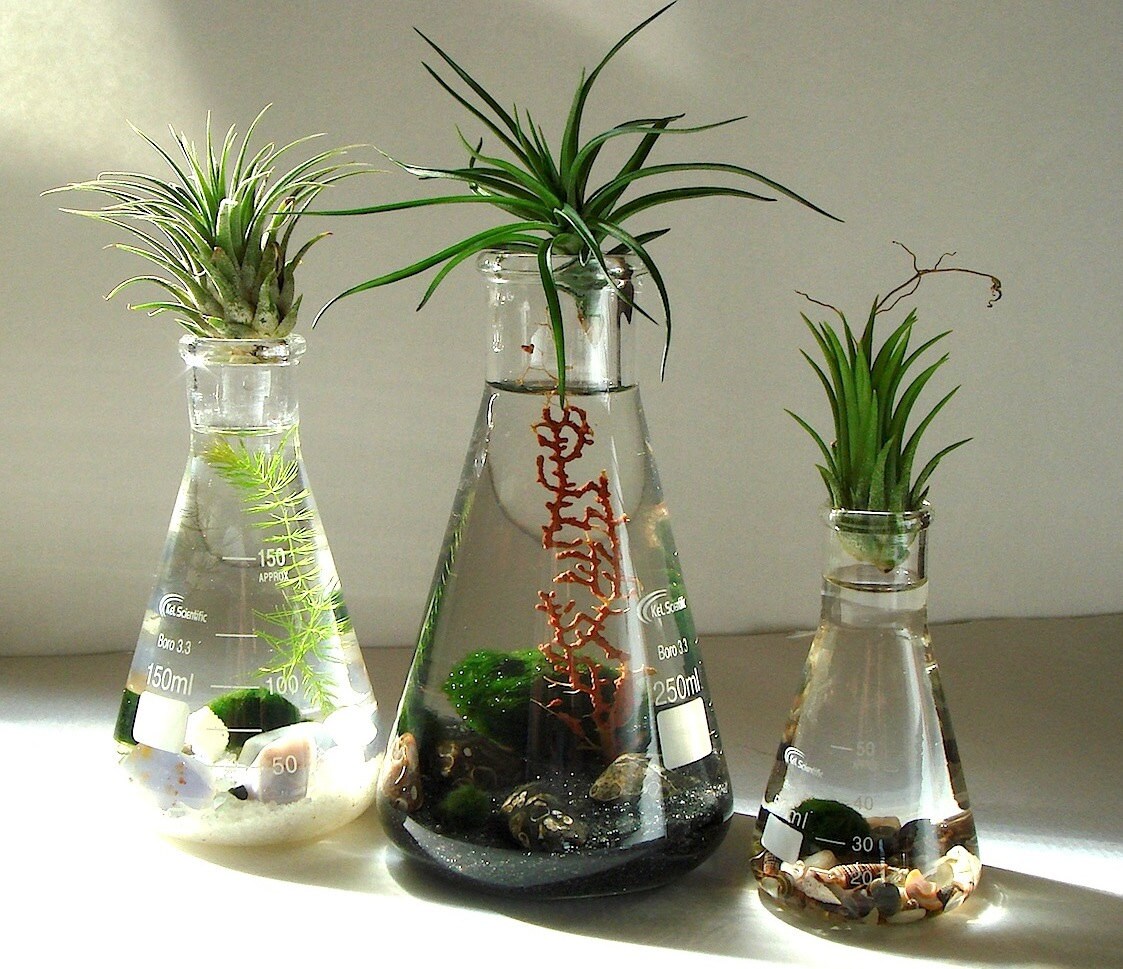 Science Set Marimo Moss Balls Air Plants In Beaker Flasks Zen Etsy