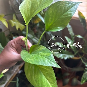 Jessenia Pothos