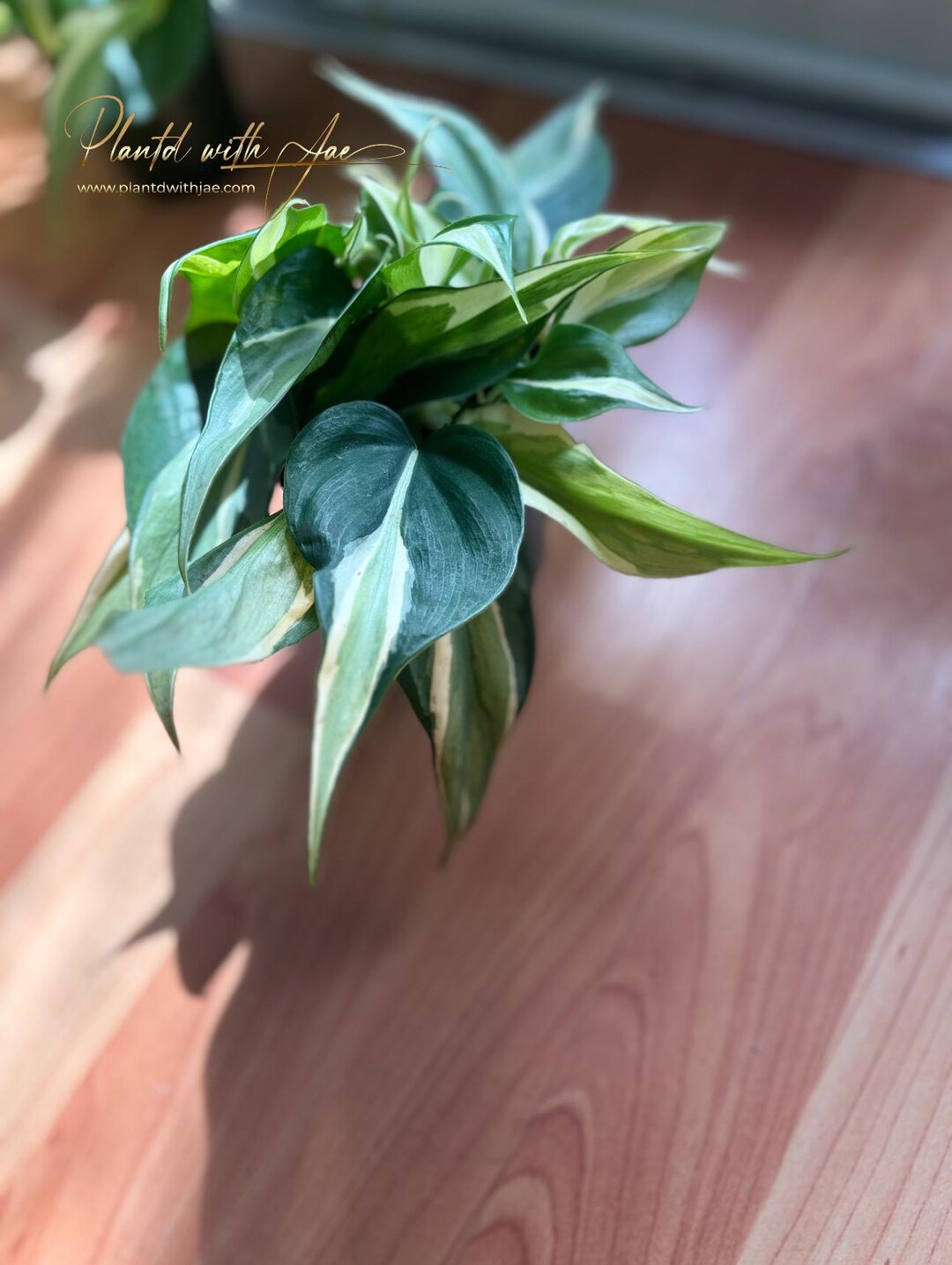 Philodendron Rio Rare Plant - Etsy