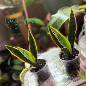 Snake plants