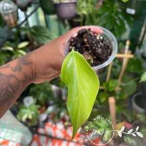 half moon leaf monstera aurea grown from node