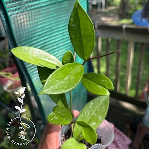 Hoya Pubicalyx