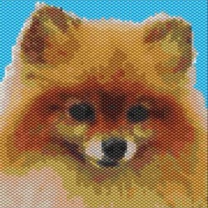 May include: A close-up of a fluffy Pomeranian dog with a light brown and white coat. The dog has a black nose and dark brown eyes.