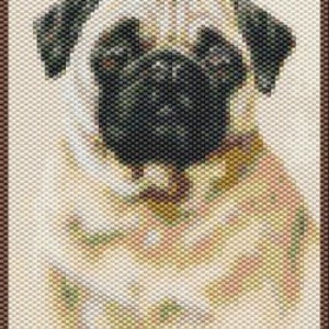 Può includere: Un carlino beige con occhi neri e naso nero. Il carlino indossa un collare marrone.