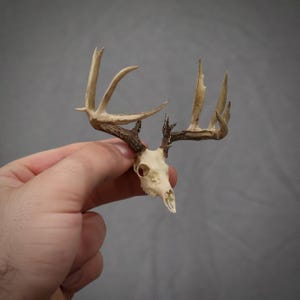 Miniature and highly realistic GIANT whitetail buck skull