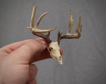 Miniature and highly realistic GIANT whitetail buck skull