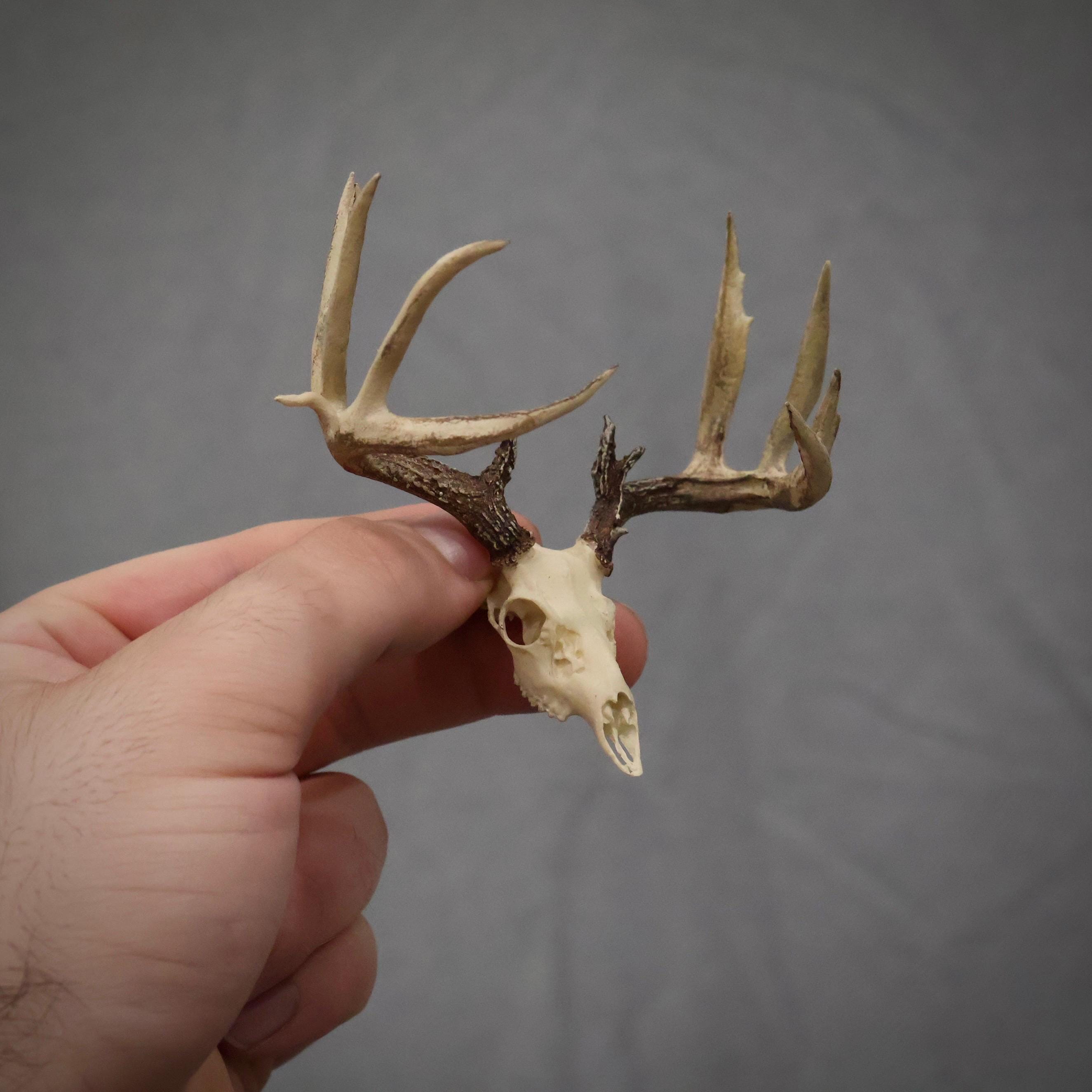じ*ぱ様 hunting trophy deer skull じ*ぱ様 hunting trophy deer