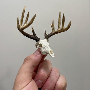 Miniature and highly realistic Northern whitetail buck skull