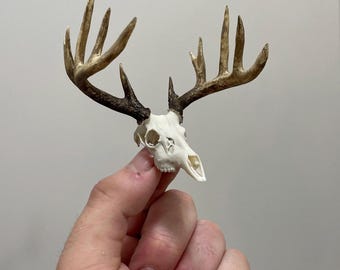 Miniature and highly realistic Northern whitetail buck skull