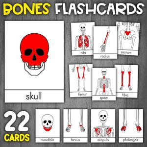 May include: A set of 22 flashcards featuring illustrations of different bones in the human body. Each card shows a black and white outline of a skeleton with a single bone highlighted in red. The cards include labels for each bone, such as skull, femur, tibia, and radius.