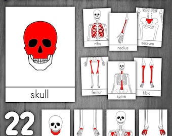 Human Bones Flashcards | Skeleton Flashcards | Human Anatomy Flashcards | Body Parts Flashcards Activity Montessori Human Body