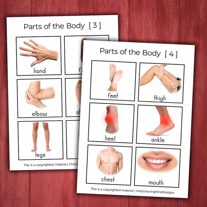 Body Parts Vocabulary Flashcards Picture Cards for Special Education ...