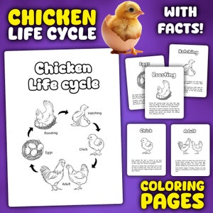 Chicken Life Cycle Coloring Pages | Life cycle of the Chicken Activity | Life Cycle of Chicken Printable Activity for Kids