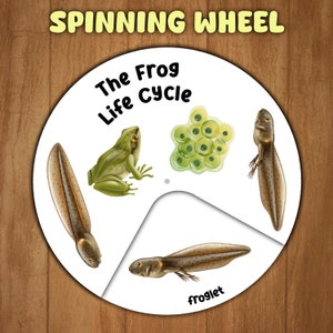 May include: A spinning wheel illustrating the life cycle of a frog. The wheel shows a frog, a tadpole, a froglet, and frog eggs.