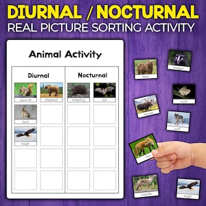 May include: A black and white printable worksheet with the title "Diurnal/Nocturnal Real Picture Sorting Activity" and the heading "Animal Activity". The worksheet has two columns labeled "Diurnal" and "Nocturnal".  There are images of animals in each column, such as a squirrel, elephant, hedgehog, bat, hare, eagle, bear, badger, moose, wolf, moth, fox, coyote, and eagle.