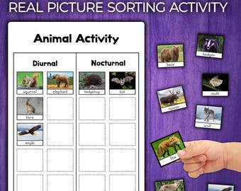 Nocturnal Animals Sort Activity | Sorting Animals | Animal Behavior Diurnal & Nocturnal Animals