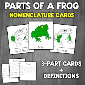 Parts of a Frog 3-Part Cards | Montessori Nomenclature Cards | Frog Anatomy | Life cycle of a Frog Flashcards