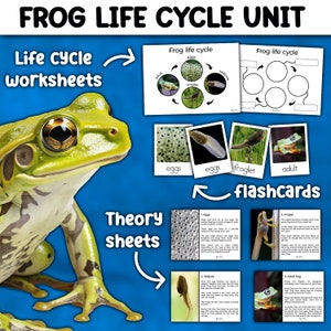 Frog Life Cycle Unit | Montessori Frog Life Cycle | Posters + Worksheets + Flashcards | Life cycle of Frog