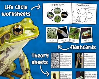 Frog Life Cycle Unit | Montessori Frog Life Cycle | Posters + Worksheets + Flashcards | Life cycle of Frog