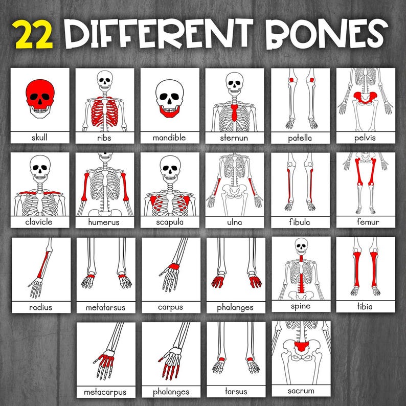 Human Bones Flashcards | Skeleton Flashcards | Human Anatomy Flashcards ...