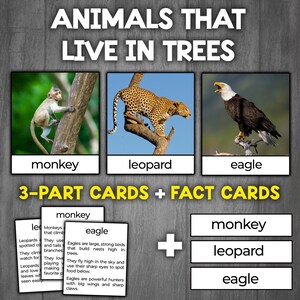 Animals that Live in Trees Montessori 3 Part Cards + Definition Cards | Flashcards of Animals