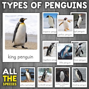 Types of Penguins Flashcards | Real Pictures | Montessori 3-Part Cards | List of Penguin Species