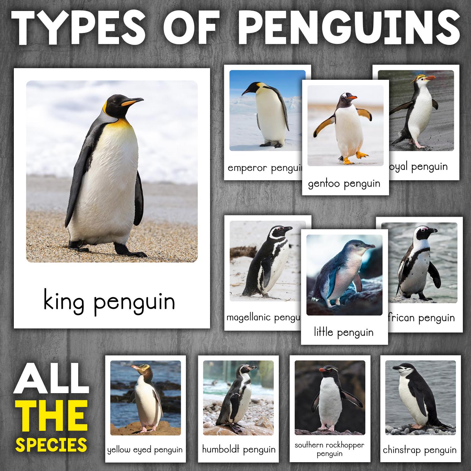 Types of Penguins Flashcards | Real Pictures | Montessori 3-part