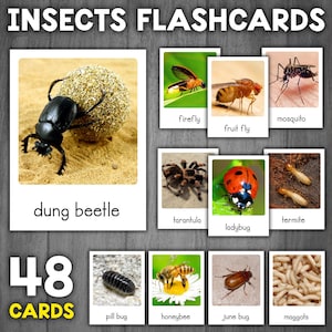 Fichas didácticas sobre insectos y bichos / Imágenes reales / Fichas Montessori de 3 partes / Tipos de insectos