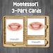 Body Part Flashcards | Real Pictures | Montessori 3-part Cards | Parts ...