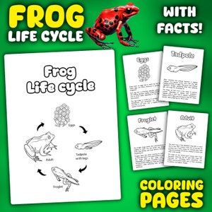 Frog Life Cycle Coloring Pages | Life cycle of the Frog | Frog Life Cycle Activity Worksheets Printable