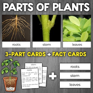 Delen van driedelige plattegronden | Plantendelen Activiteiten | Montessori delen van planten | Plantanatomie-activiteit