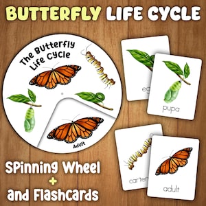 Actividad del ciclo de vida de las mariposas para niños / Manualidad de mariposas imprimible / Ciclo de vida de una mariposa / Rueda giratoria / Ciclo de vida de los animales para niños