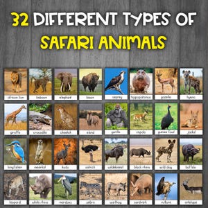 Safaridjur-kort | Verkliga bilder | Montessorikort i 3 delar | Savanndjur | Afrikanska djur-kort bild 3