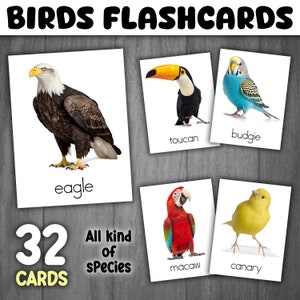 Flashcards Oiseaux | Types d'oiseaux en 3 PARTIES | PHOTOS RÉELLES | Tout sur les oiseaux | Cartes Montessori Oiseaux | Fiches de vocabulaire sur les oiseaux
