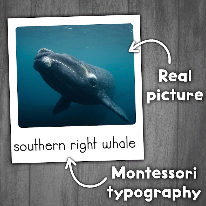 May include: A black and white southern right whale swimming underwater. The whale is in focus, and the background is a blurry blue.