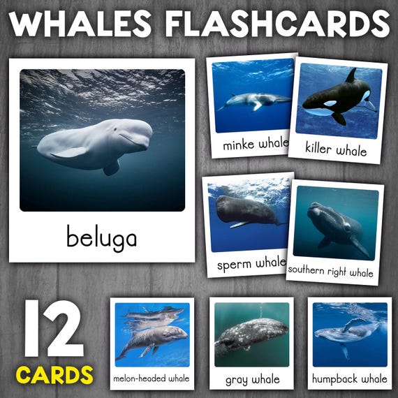 Types of Whales Montessori 3-Part Cards | Whales Flashcards | Sea Animals Flashcards