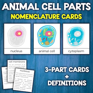 Partes de Células Animales / Tarjetas de Nomenclatura Montessori / Tarjetas Flash / Tarjetas de 3 Partes / Partes de la Anatomía de las Células Animales