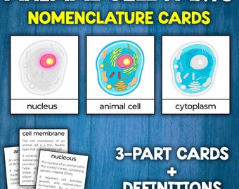 Animal Cell Parts | Montessori Nomenclature Cards | Flash Cards | 3 Part Cards | Parts of the Animal Cell Anatomy