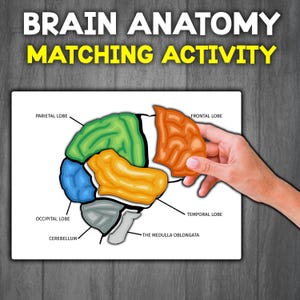 Puede incluir: Un diagrama colorido del cerebro humano con etiquetas para el lóbulo frontal, el lóbulo parietal, el lóbulo temporal, el lóbulo occipital, el cerebelo y la médula oblonga.