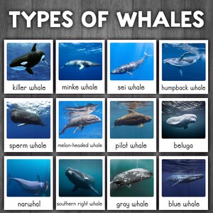 May include: A colorful chart with images of different types of whales, including a killer whale, minke whale, sei whale, humpback whale, sperm whale, melon-headed whale, pilot whale, beluga, narwhal, southern right whale, gray whale, and blue whale.