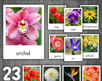 Types of Flowers Flashcards | Real Pictures | Montessori 3-Part Cards | Flowers Vocabulary Nomenclature Cards