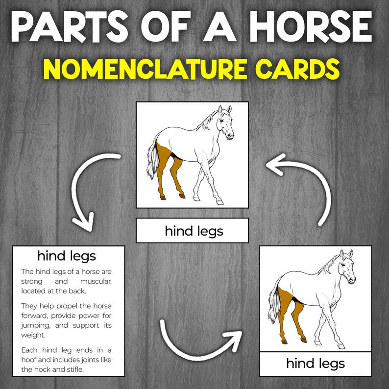 Parts of a Horse 3-part Cards | Montessori Nomenclature | Horse Anatomy ...