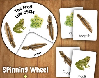 Frog Life Cycle Craft (Spinning Wheel) + Frog Life Cycle Flashcards Montessori  3-PART Cards | Life Cycle Frog Printable Activity for kids