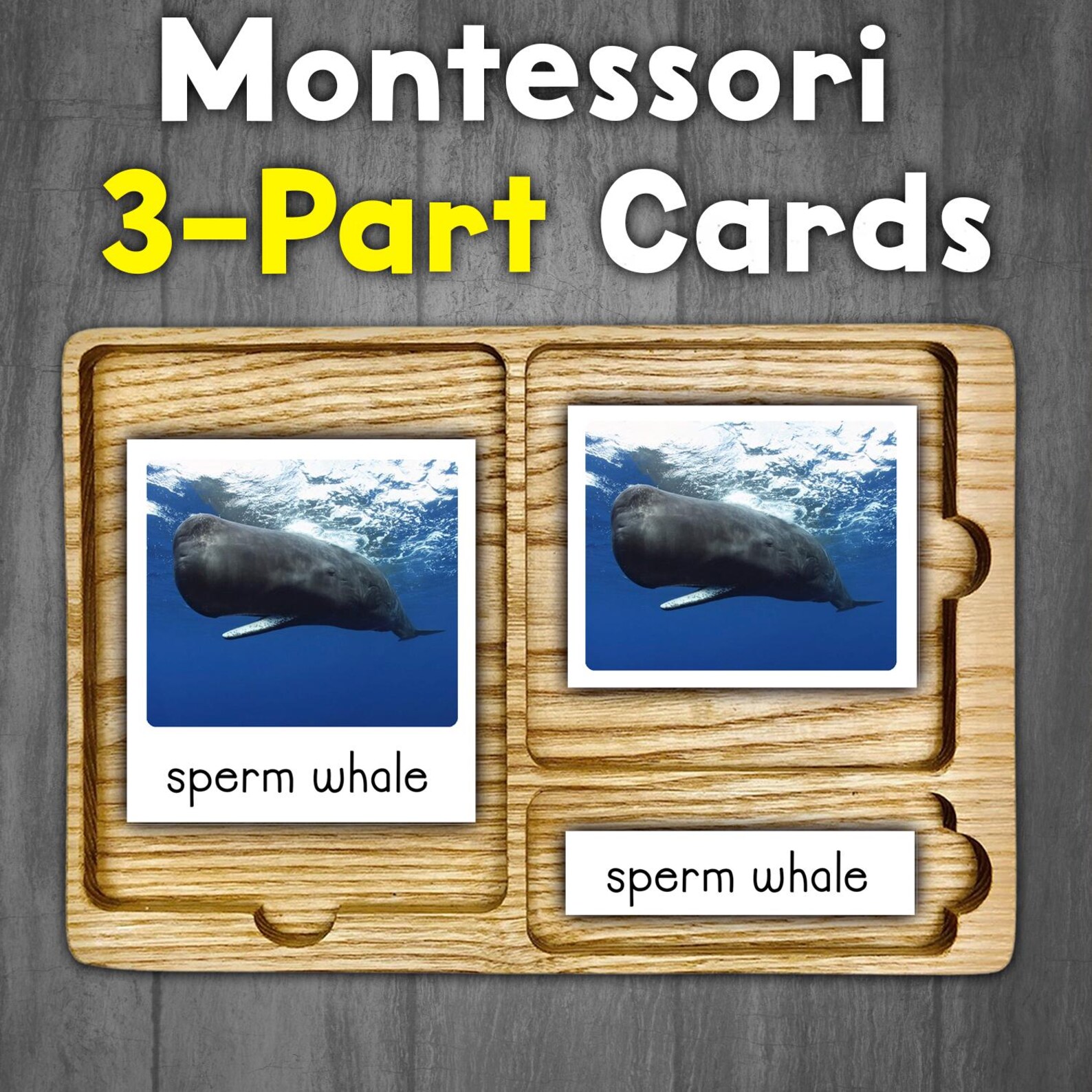 Types of Whales Montessori 3-part Cards | Whales Flashcards | Sea ...