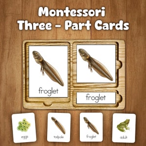May include: Montessori Three-Part Cards for learning about the life cycle of a frog. The cards show a frog's eggs, tadpole, froglet, and adult frog.