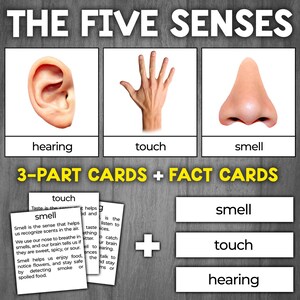 Five Senses 3-delige kaarten | Five Senses Montessori-activiteit | 5 Senses-flashcards