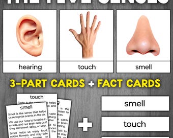 Five Senses 3-Part Cards | Five Senses Montessori Activity | 5 Senses Flashcards