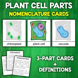 Partes de células vegetales / Tarjetas de nomenclatura Montessori / FlashCards / Tarjetas de 3 partes / Anatomía de células vegetales
